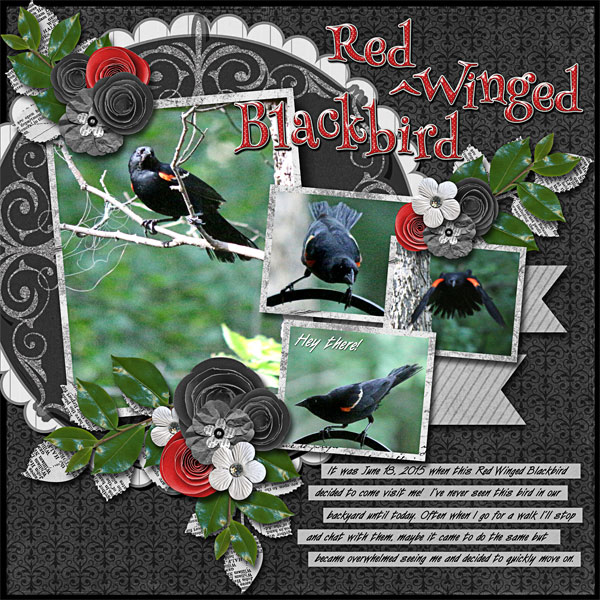 Red-Winged Blackbird
