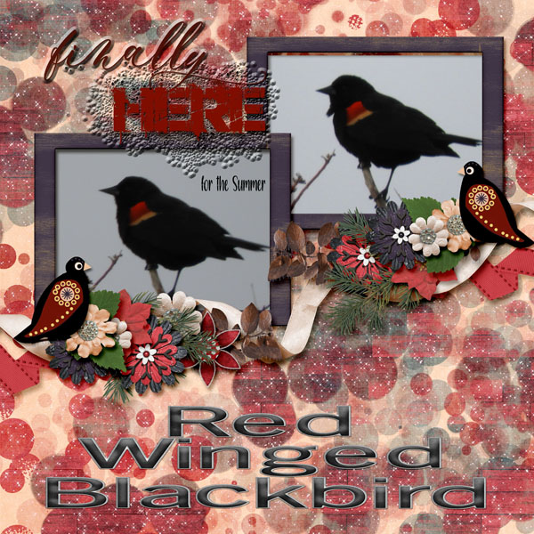 Red-Winged_Blackbird_small