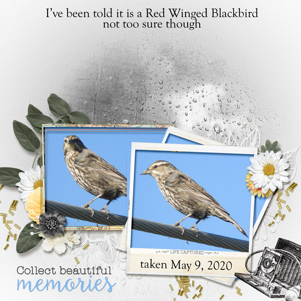 Red_winged_blackbird_small