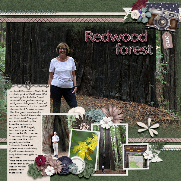 Redwood Forest