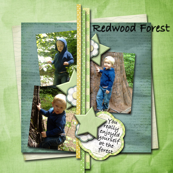 Redwood Forest