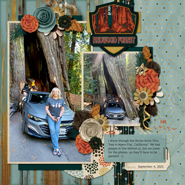 Redwood Forest