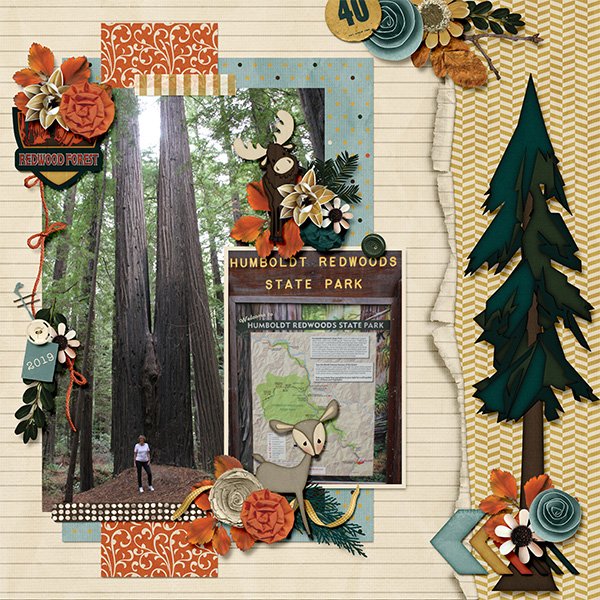 Redwood Forest