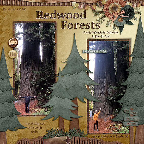 Redwood Forests
