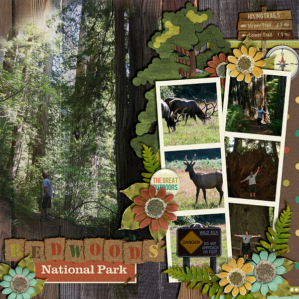 Redwoods National Park