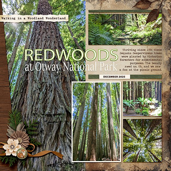 Redwoods of Otway National Park