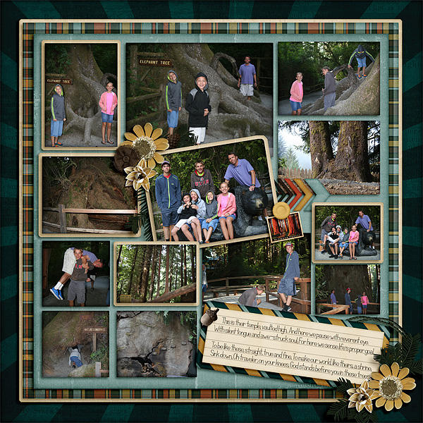 Redwoods11