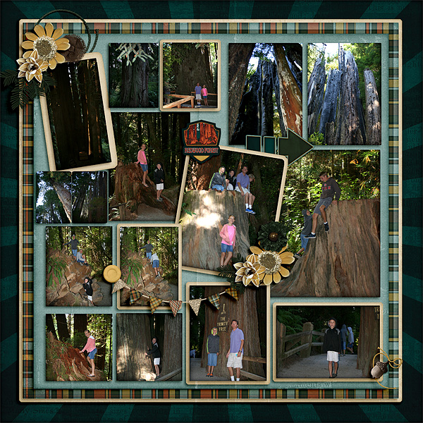 Redwoods2