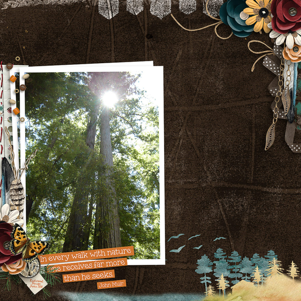 redwoods5