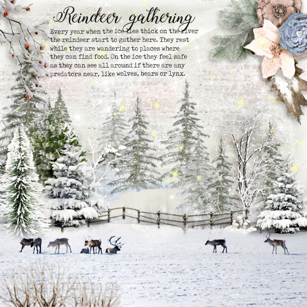 Reindeer-gathering