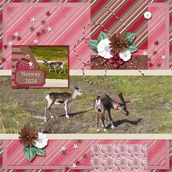 Reindeer in Norway