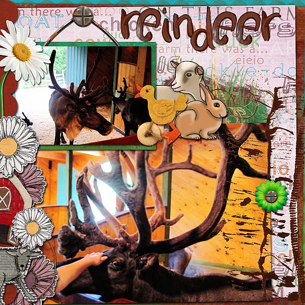 Reindeer