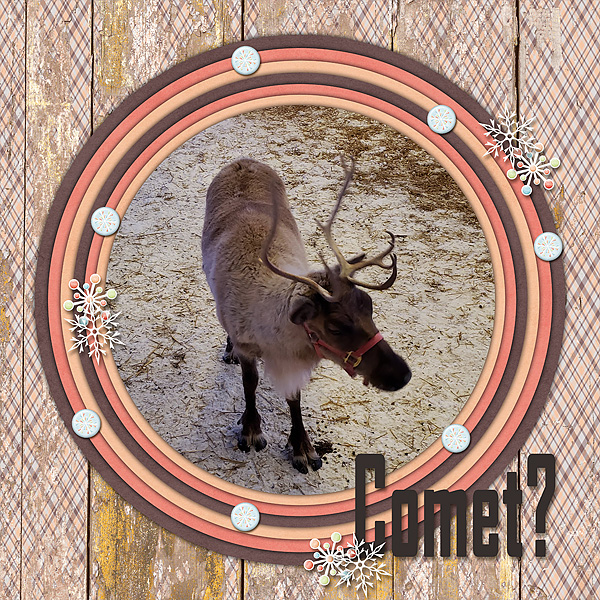 Reindeer