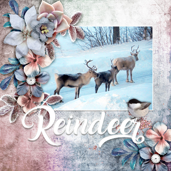 Reindeer1