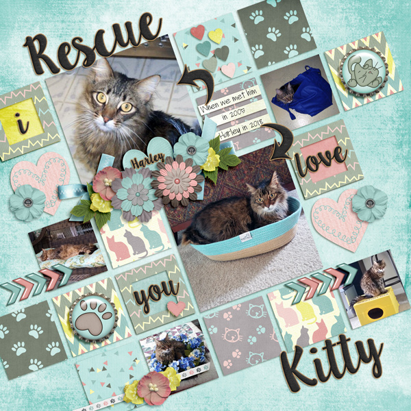 Rescue Kitty