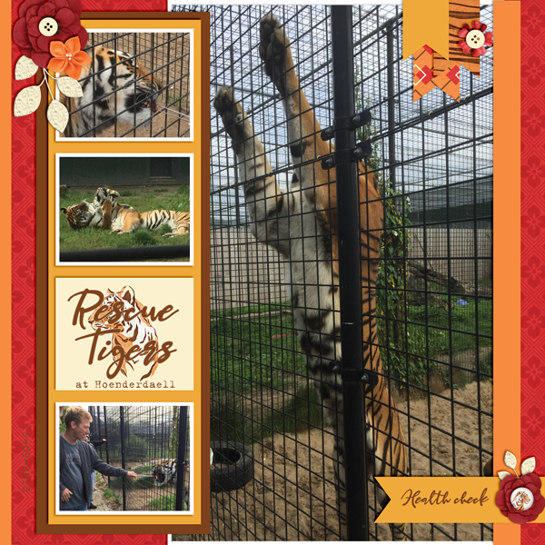 Rescue Tigers at Hoenderdaell