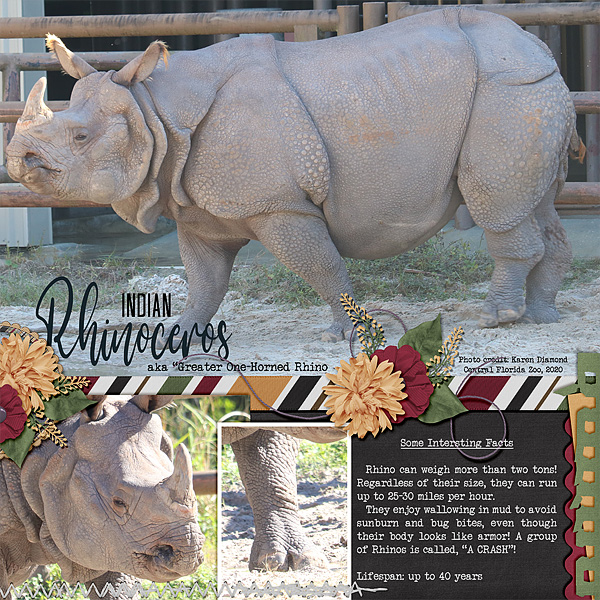 Rhino