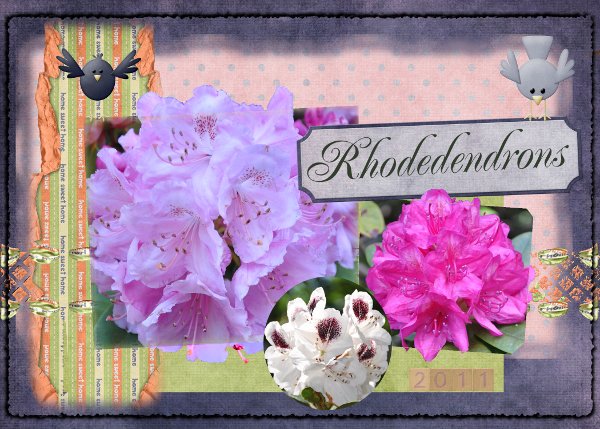 Rhodedendrons