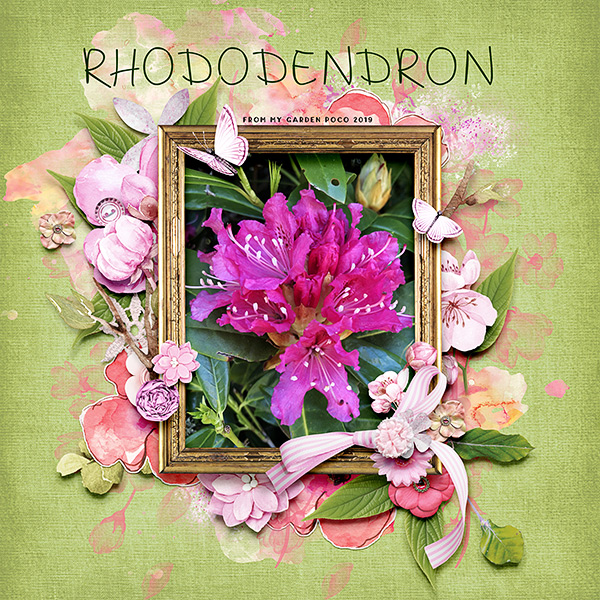 Rhodendron