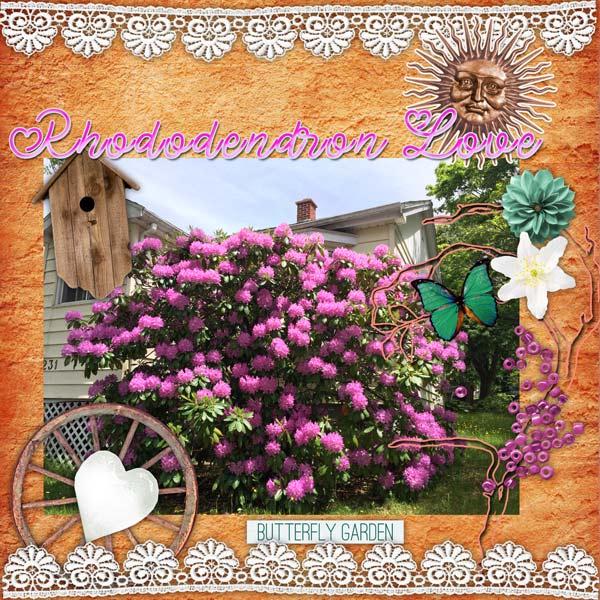 Rhododendron Love