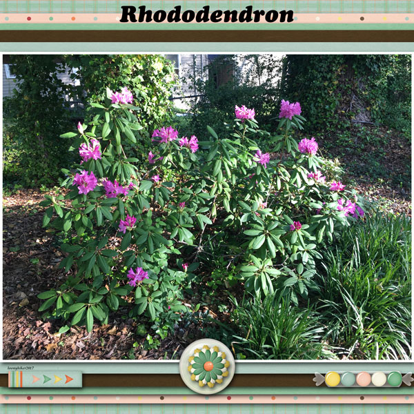 Rhododendron
