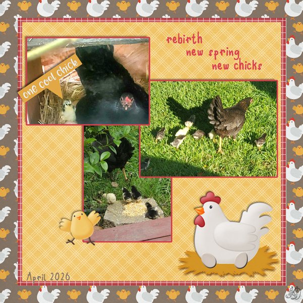 Rich's chicks 2026