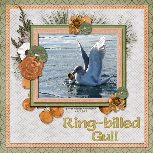 Ring-billed Gull small.jpg