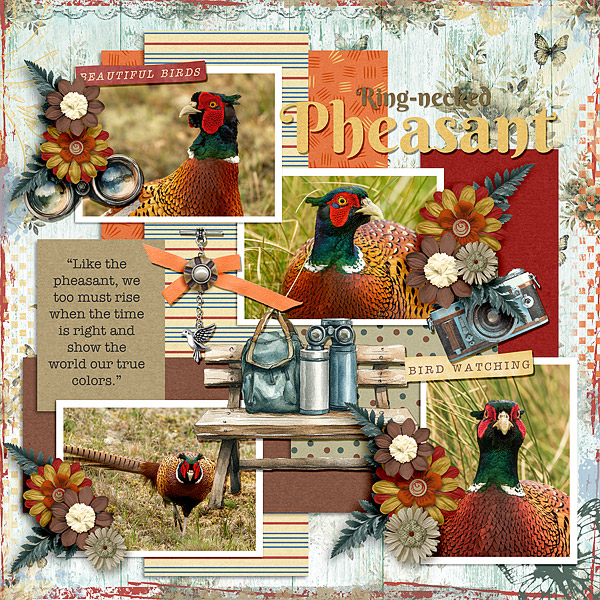 Ring-necked Pheasant