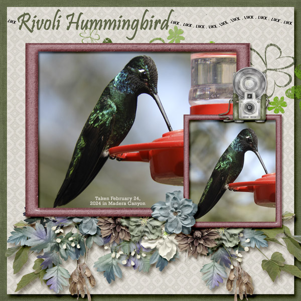 Rivoli_Hummingbird_small
