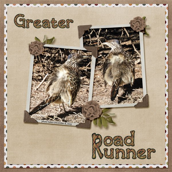 roadrunner small.jpg