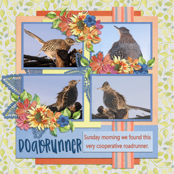 Roadrunners