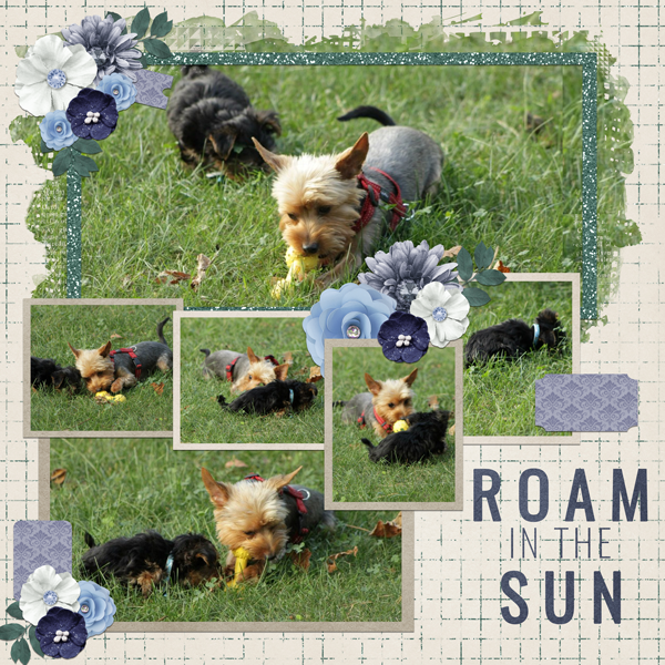 Roam in the Sun