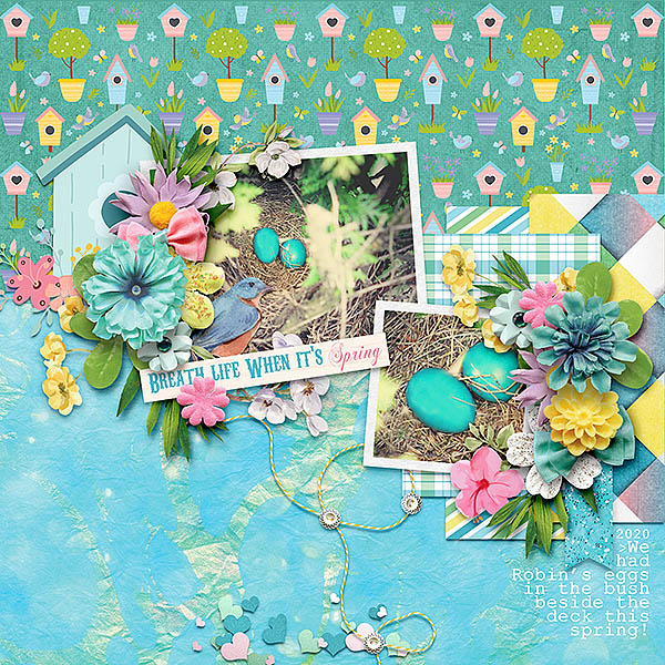 Robin Eggs