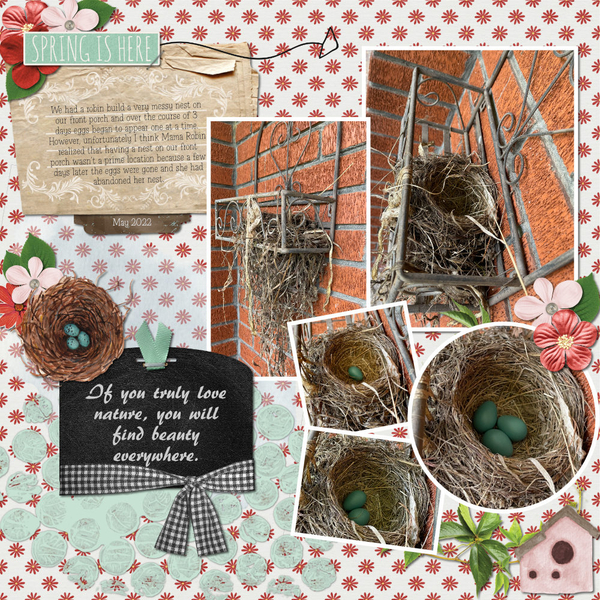 Robin Nest