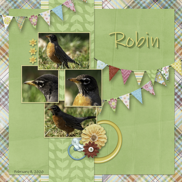 Robin