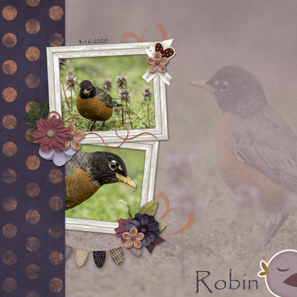 Robin