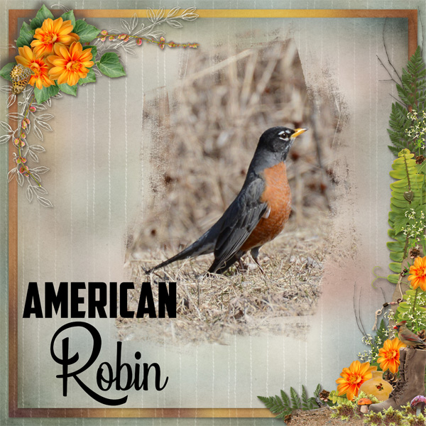Robin