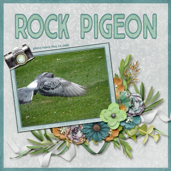 Rock Pigeon small.jpg