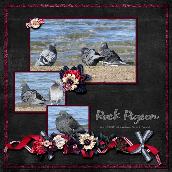 Rock_Pigeon_small