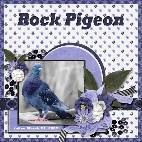 Rock_Pigeon_small1