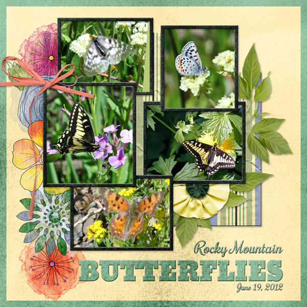 Rocky Mountain Butterflies