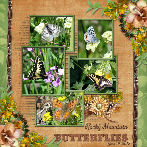 Rocky Mountain BUTTERFLIES