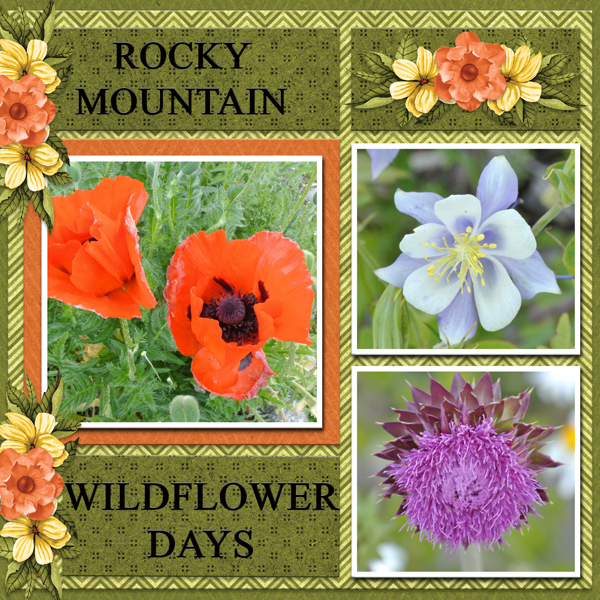 Rocky Mountain Wildflower Days