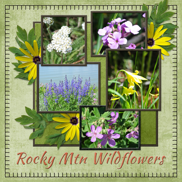 Rocky Mtn Wildflowers