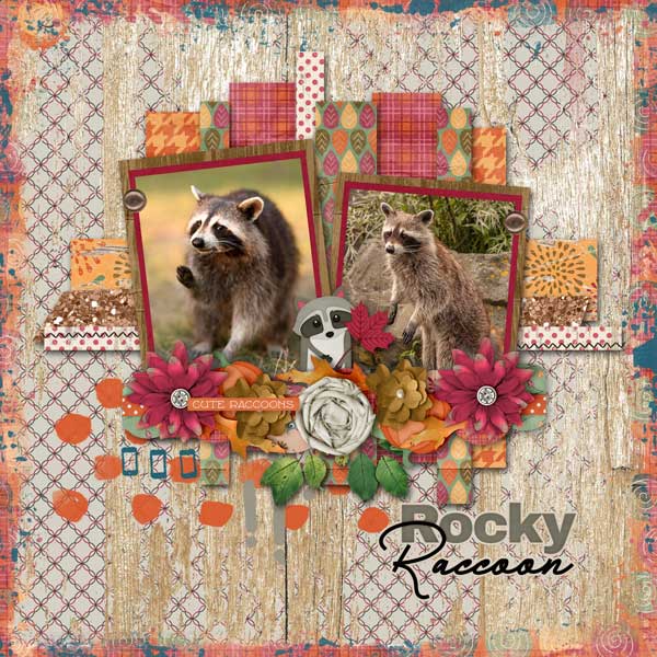 Rocky Raccoon
