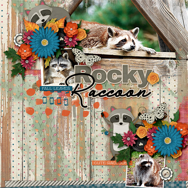 Rocky Raccoon