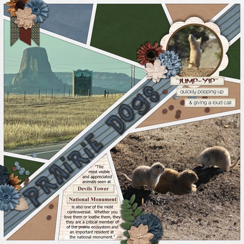 RockyMnt devils tower-prairie dogs2