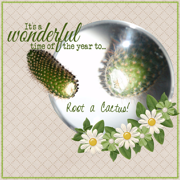 Root a Cactus!