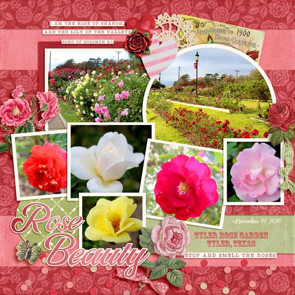 Rose Beauty
