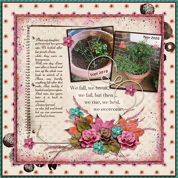 Rose bush